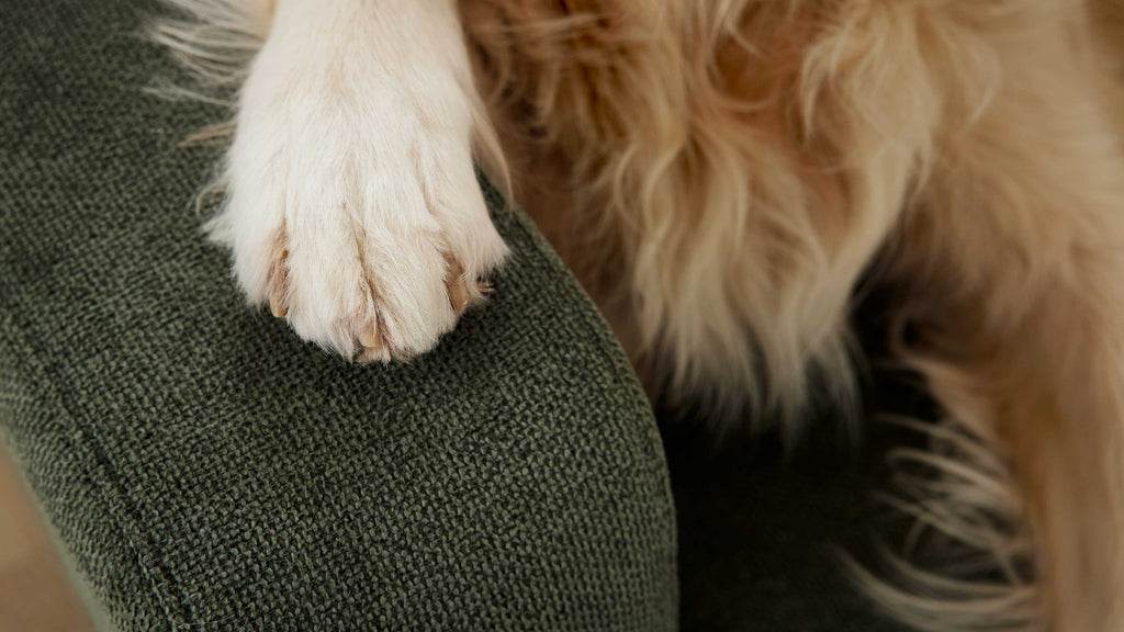Helle Hundepranke liegt auf abgerundetem, dunkelgrünem, grob gewebtem Sofaarm, rechts sichtbar dichtes, goldfarbenes Fell.