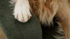 Helle Hundepranke liegt auf abgerundetem, dunkelgrünem, grob gewebtem Sofaarm, rechts sichtbar dichtes, goldfarbenes Fell.